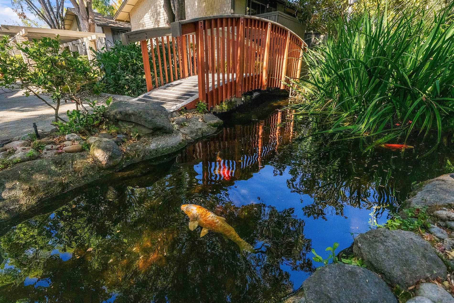 Birch Creek Koi Pond 