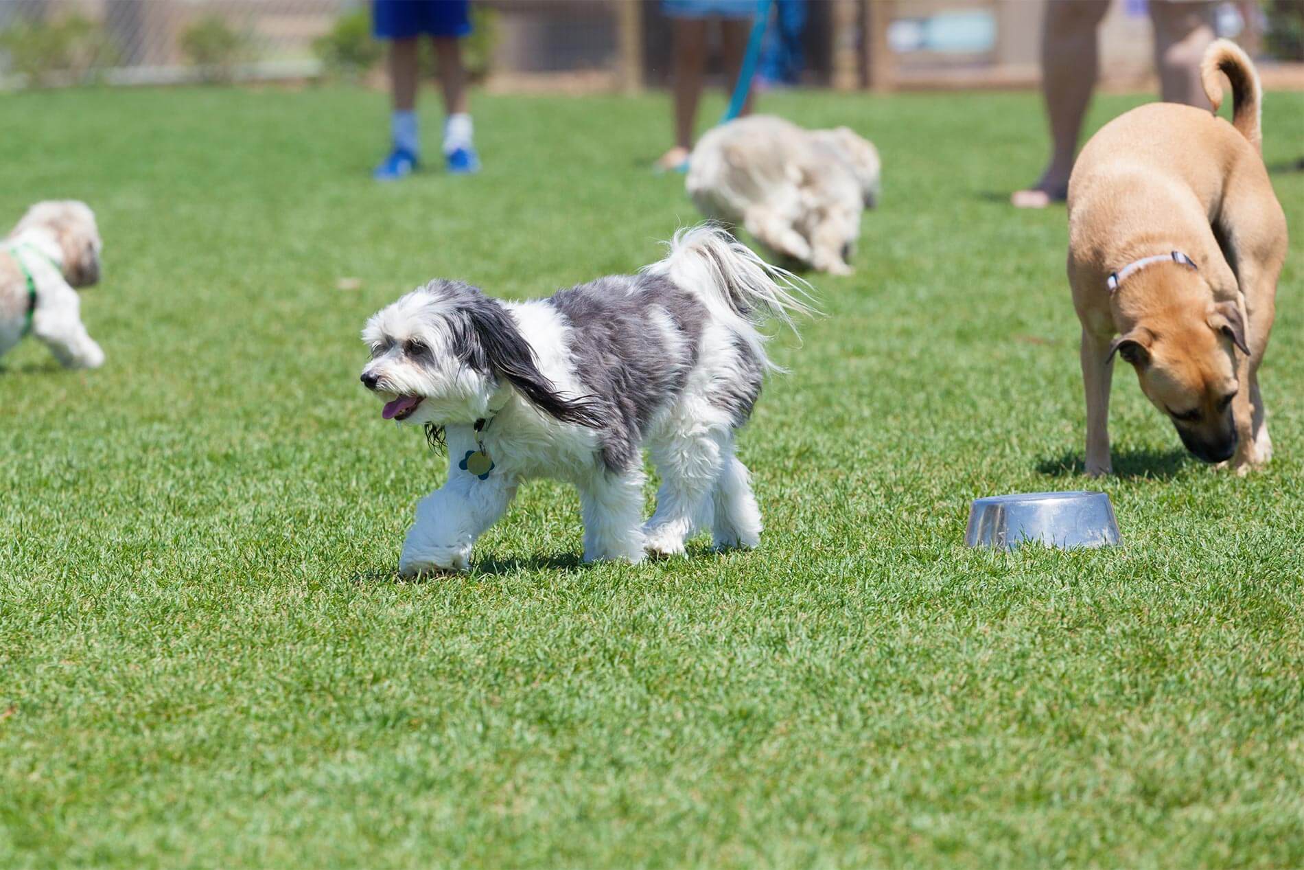 Dogs in dog park