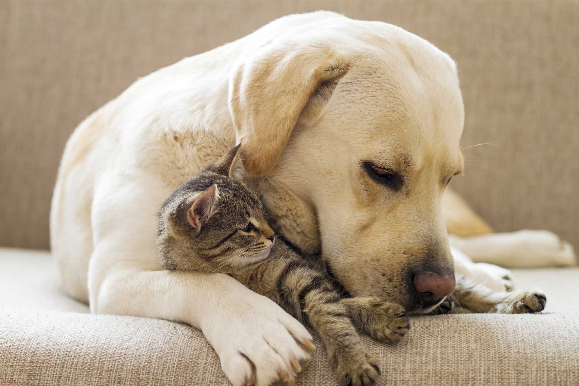 Yellow lab and kitten snuggling