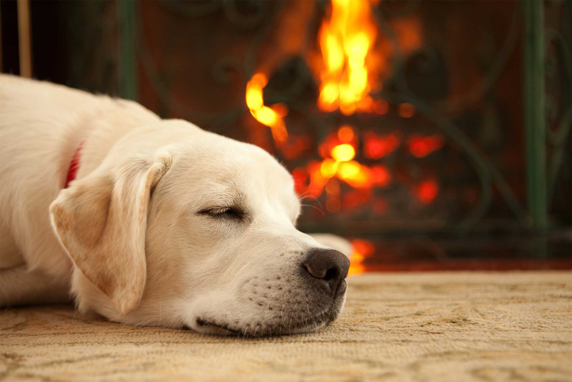 Dog resting by fireplace