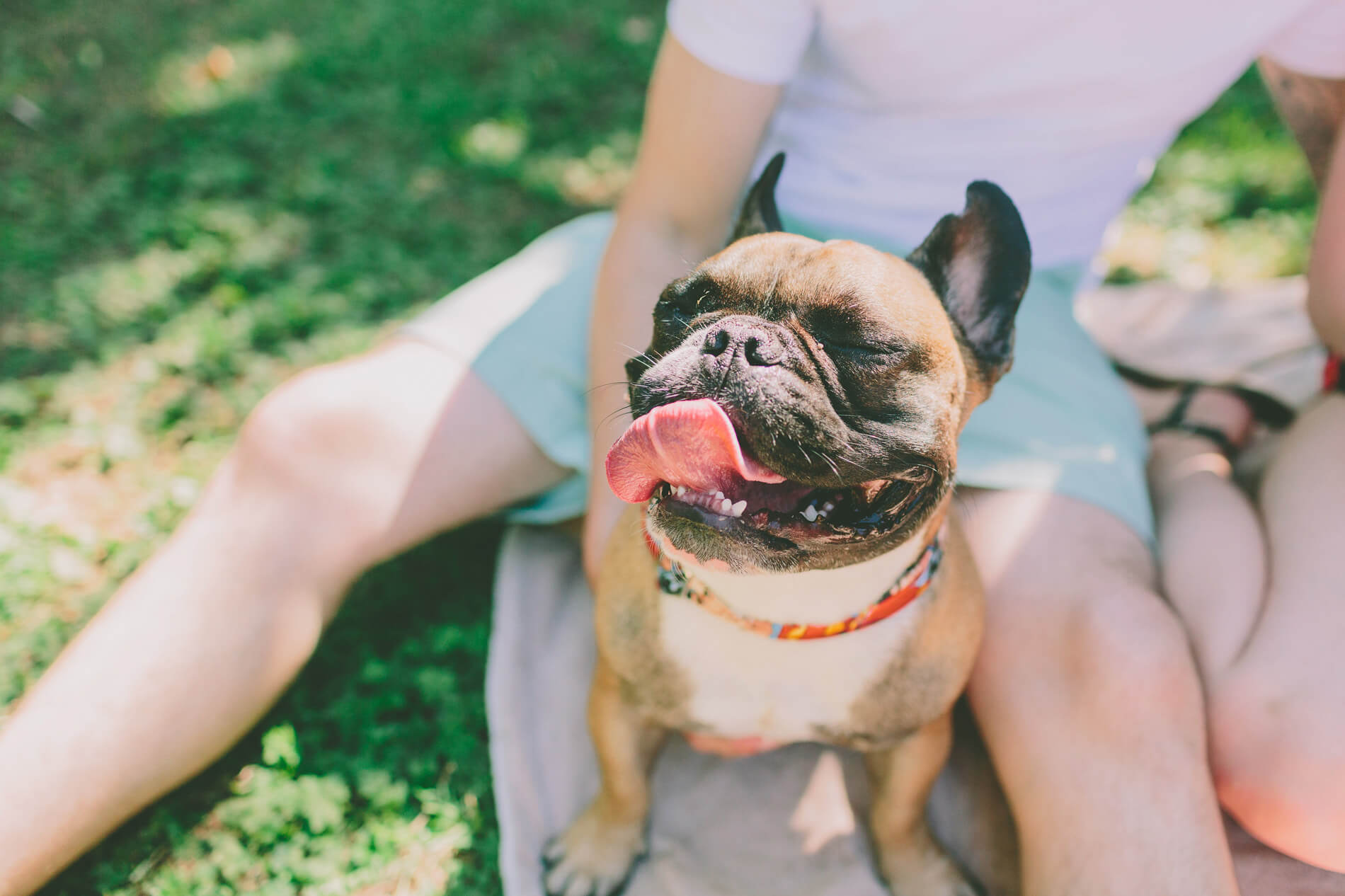 Happy french bulldog smiling in the sun