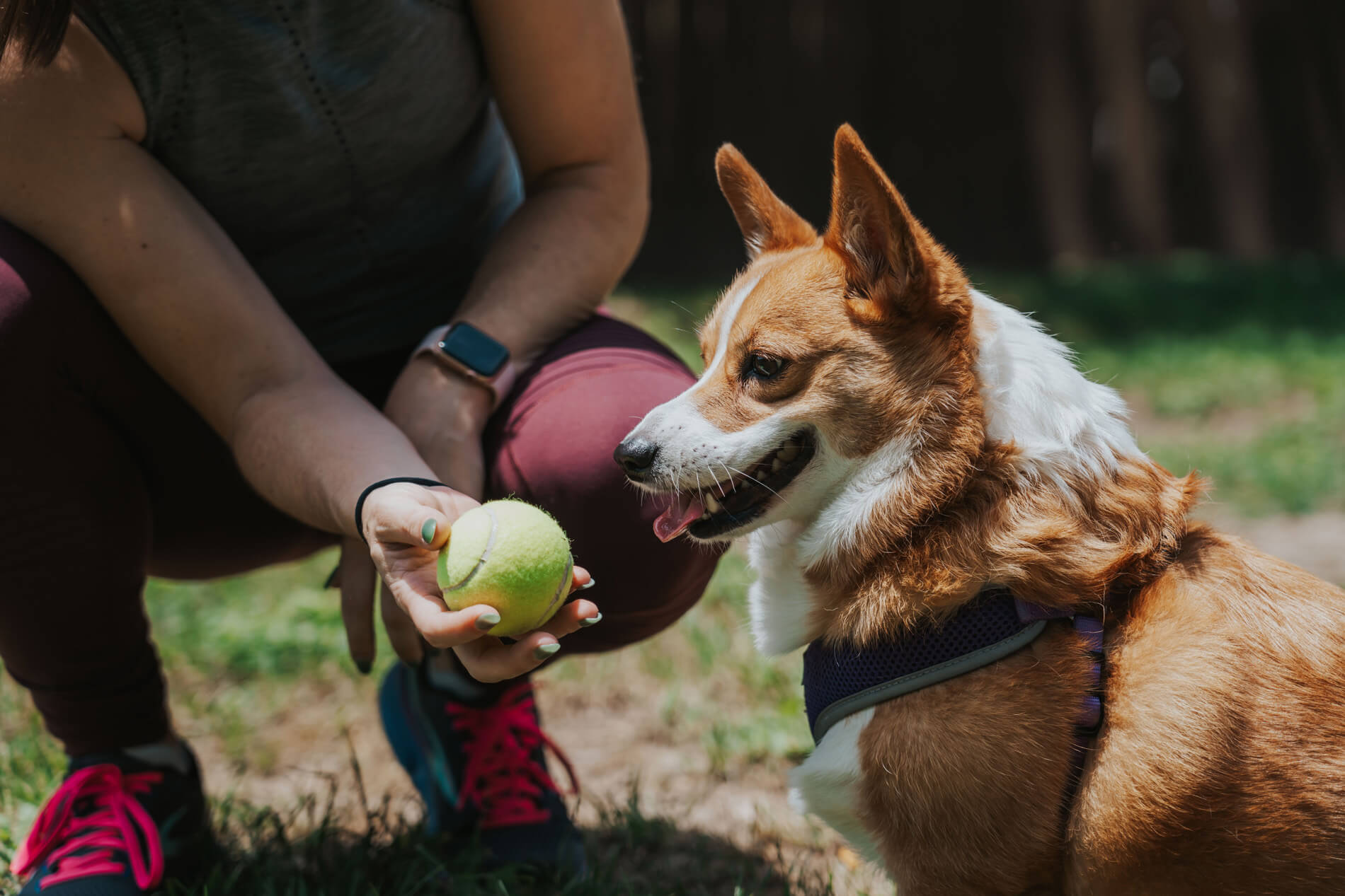 Lakeline Villas woman in dog park with Corgi dog