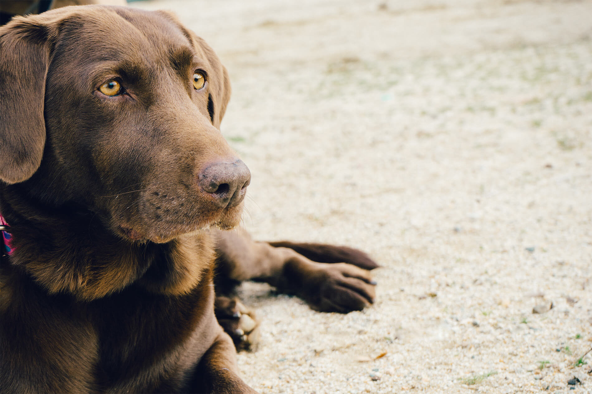 Chocolate Lab