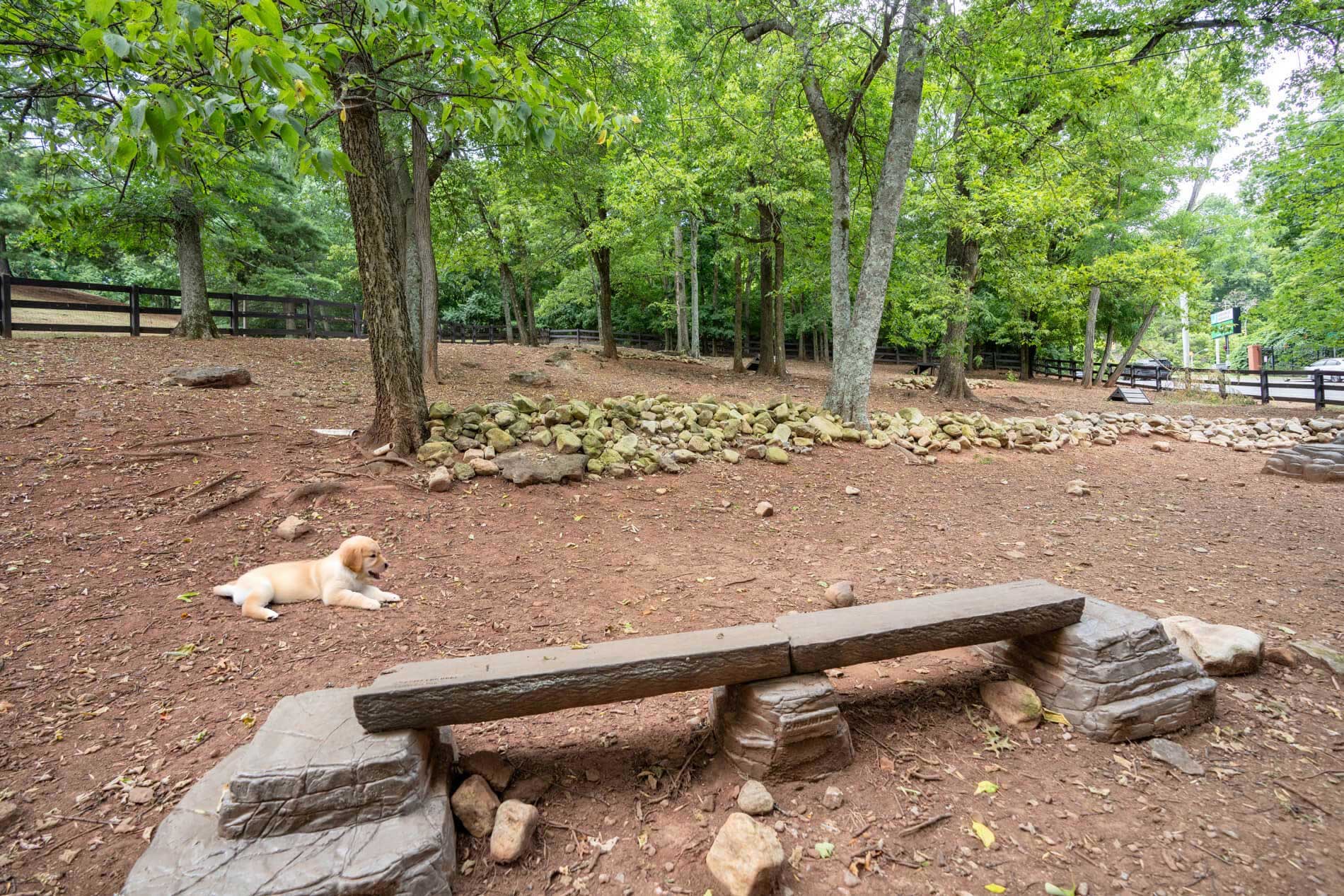 golden retriever puppy in dog park