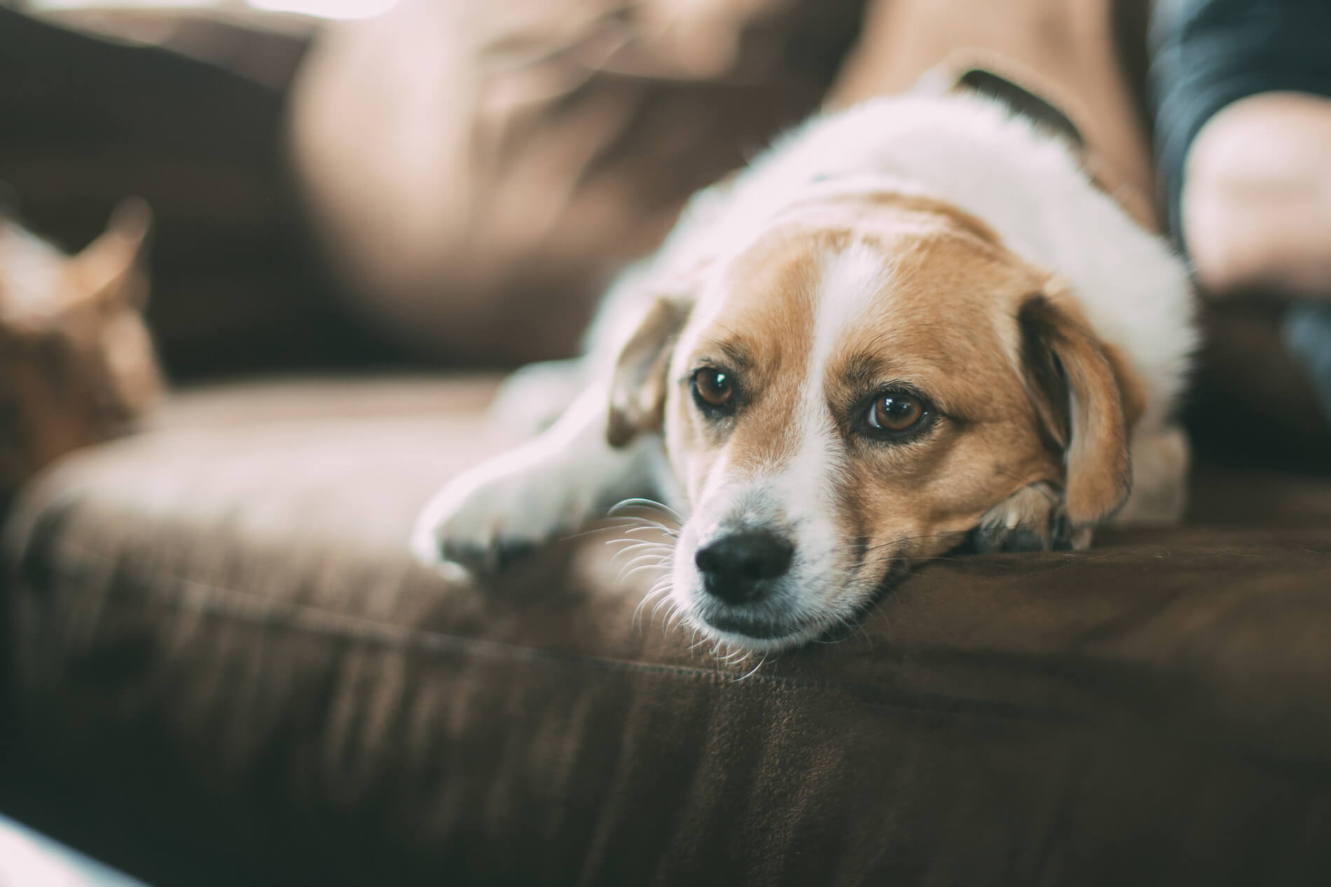 Dog laying on couch