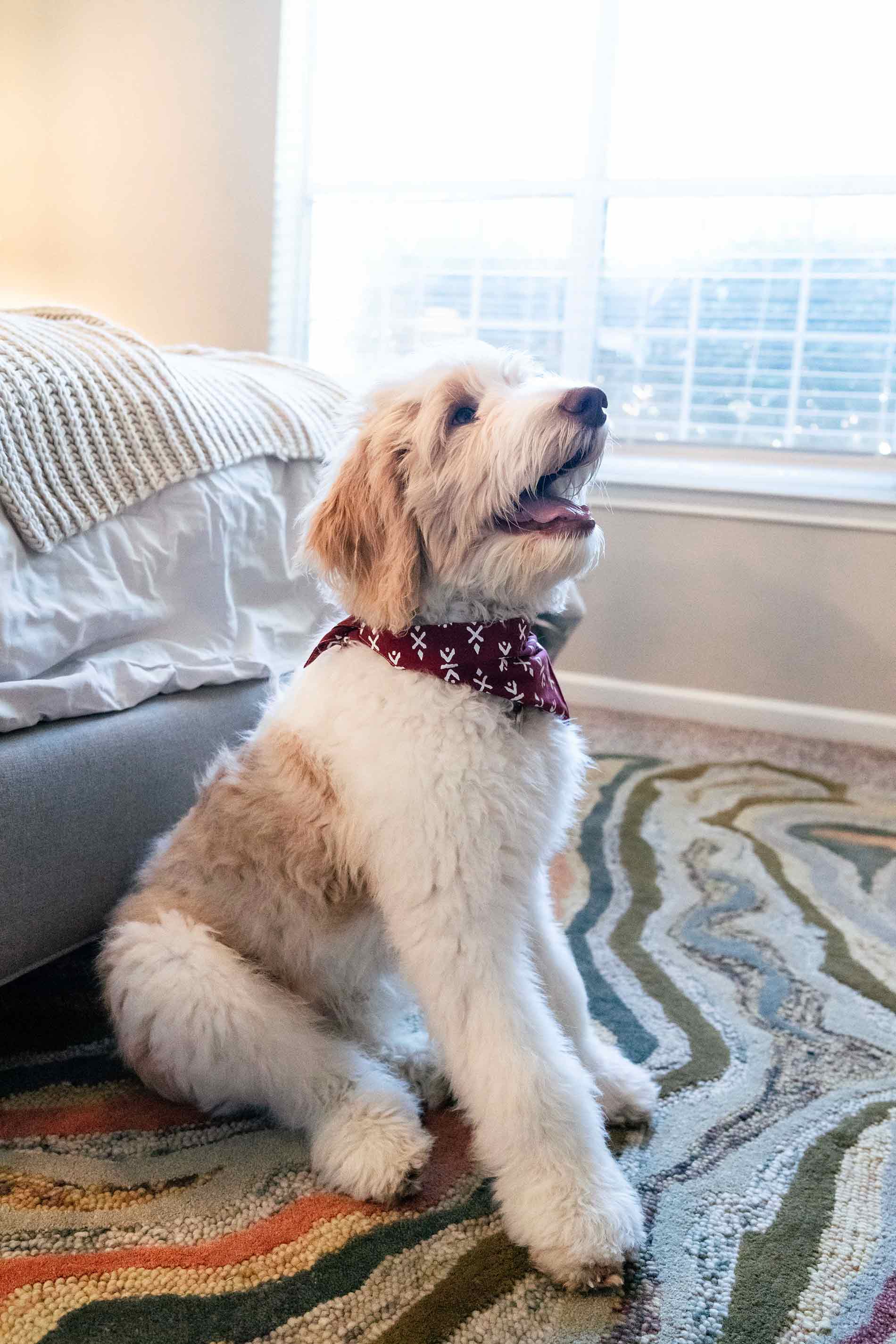 Preserve at Brentwood Dog in bedroom