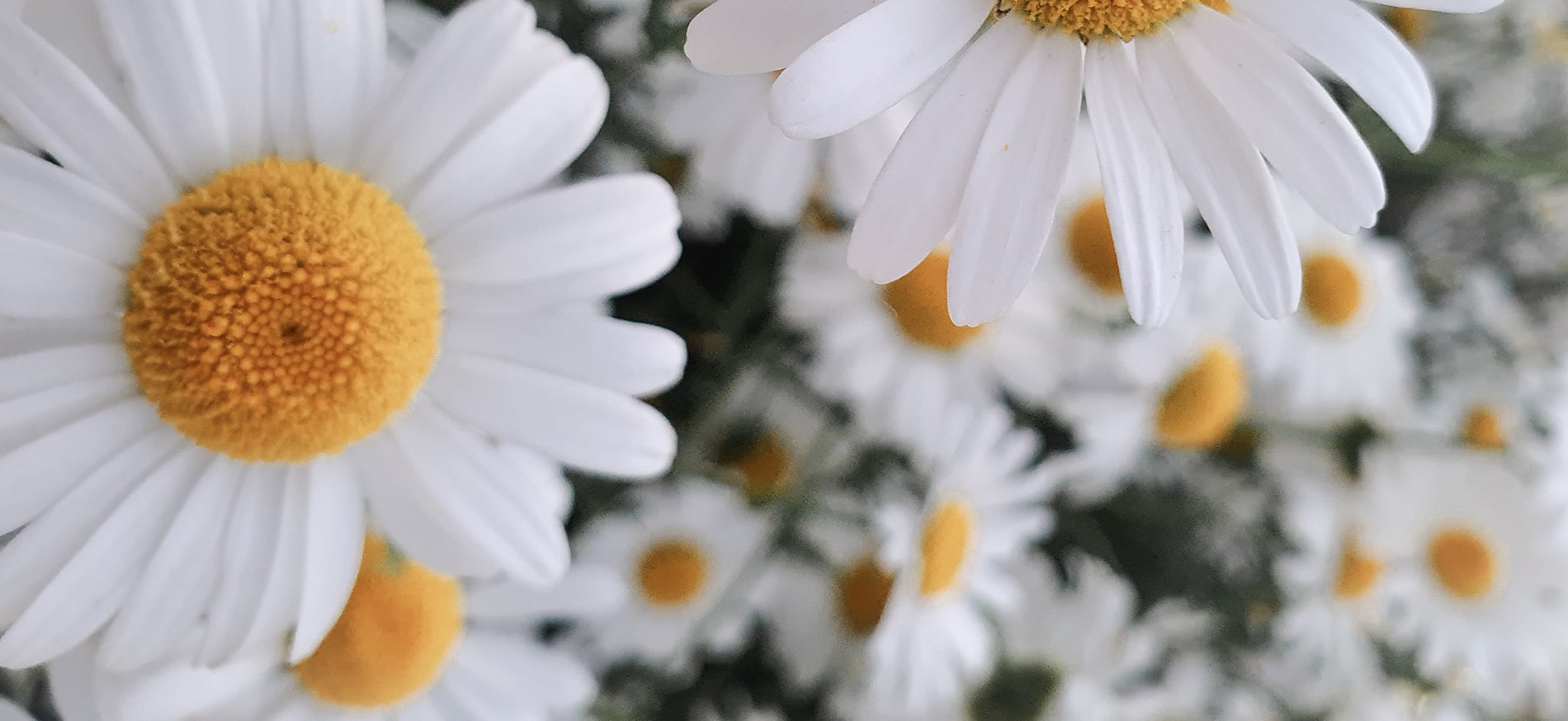 white daisies