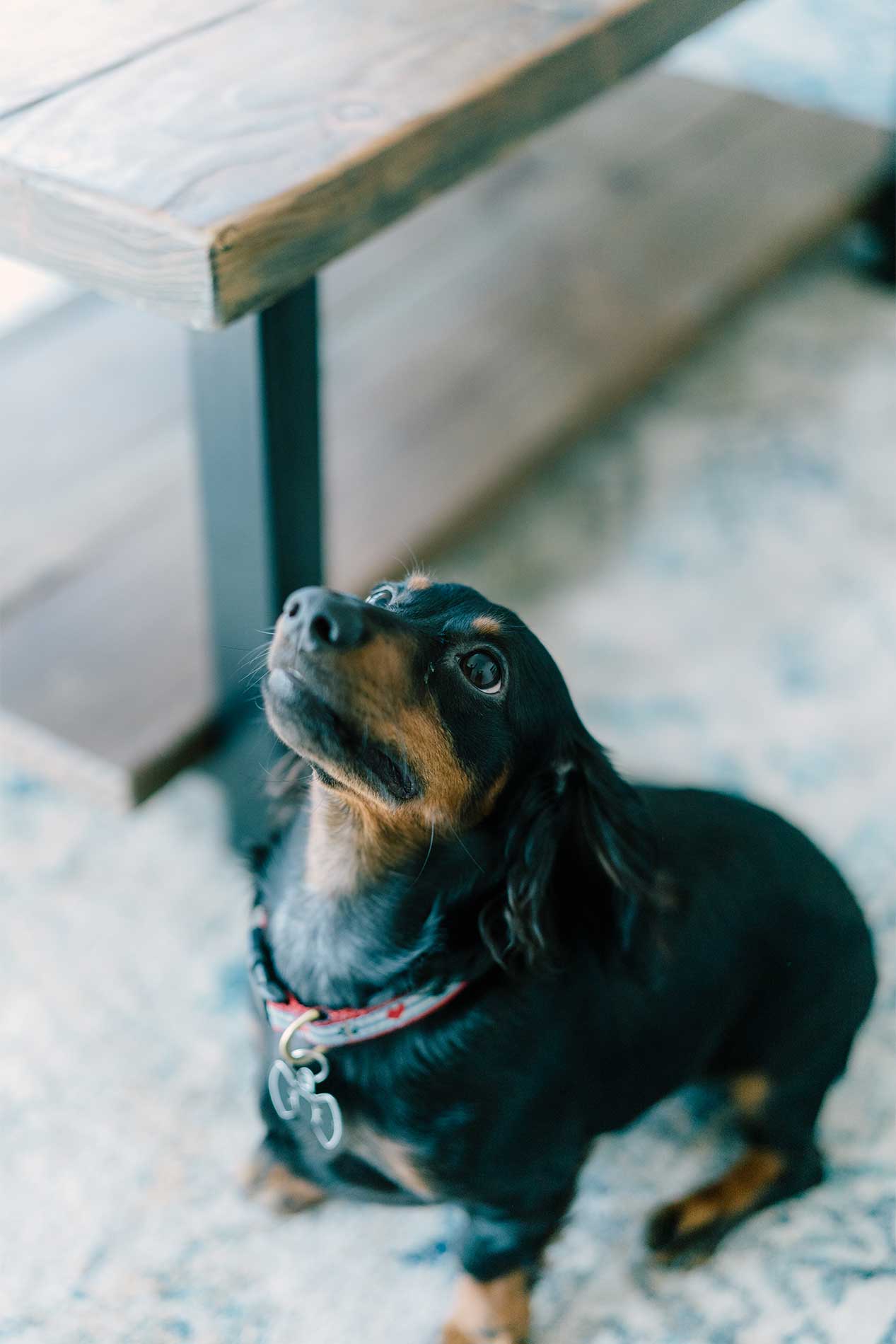 Pet friendly apartments in Woodbridge, VA