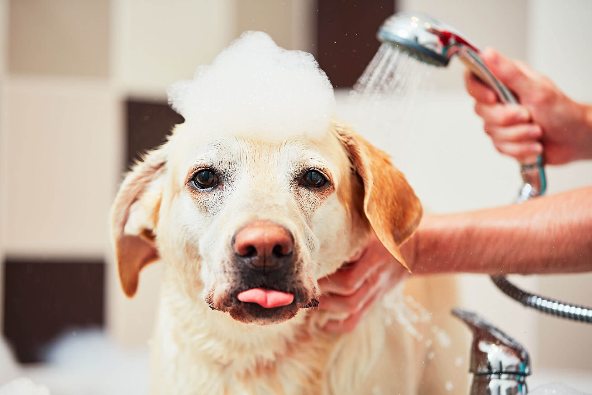 Dog at pet spa