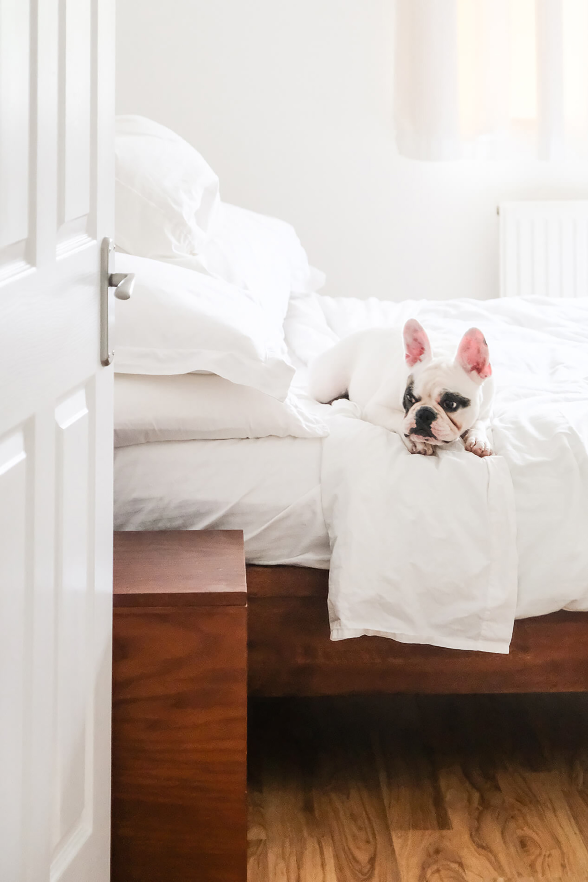 Dog laying in bed