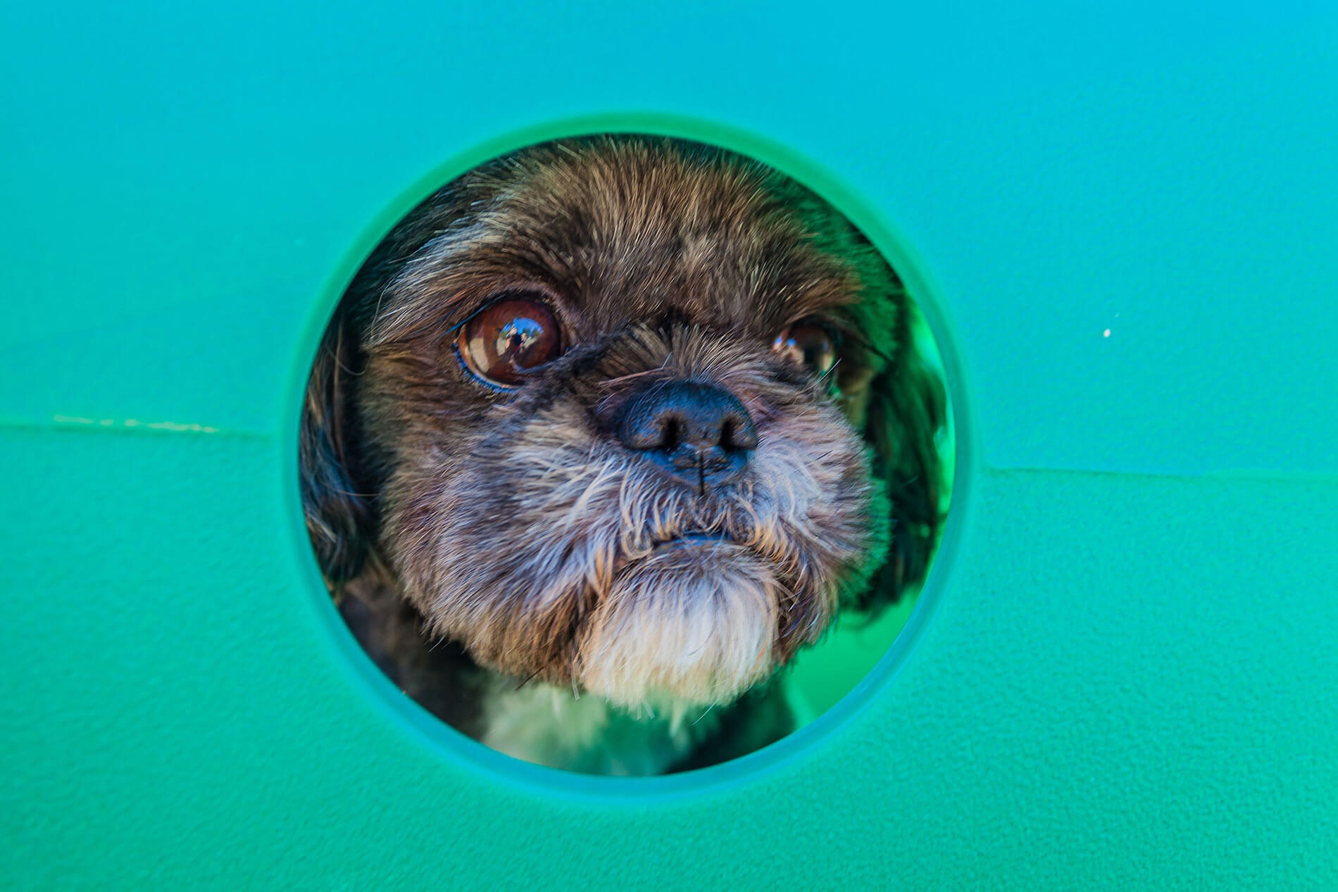 Small black dog playing on dog park